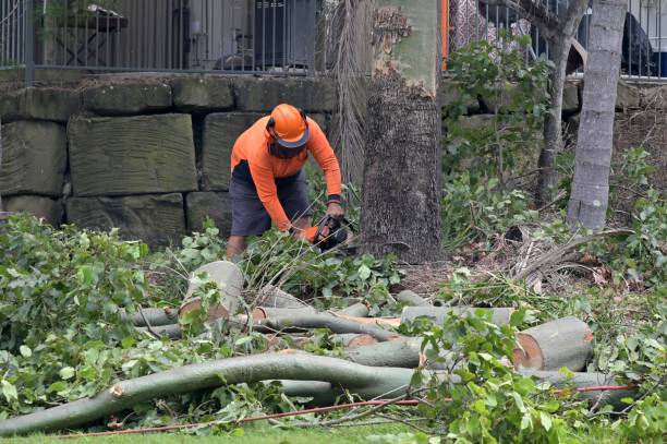 Best Emergency Storm Tree Removal  in USA